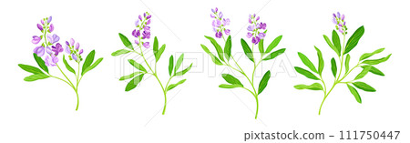 Blooming Alfalfa Plant with Purple Floret and Green Stem Vector Set Blooming Alfalfa Plant with Purple Floret and Green Stem Vector Set 111750447