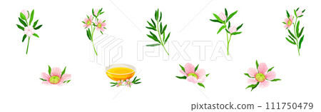 Manuka or Tea Tree as Flowering Plant with Pink Flowers and Sweet Honey Vector Set 111750479