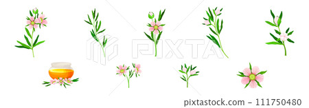 Manuka or Tea Tree as Flowering Plant with Pink Flowers and Sweet Honey Vector Set 111750480