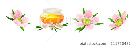 Manuka or Tea Tree as Flowering Plant with Pink Flowers and Sweet Honey Vector Set 111750481