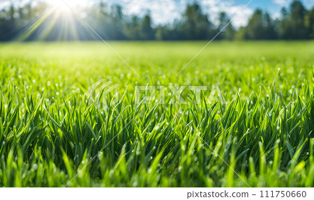 Expansive lawn edged with vibrant green trim leading to a blank area 111750660