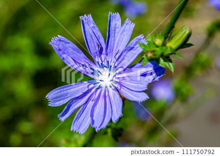 Beauty wild growing flower chicory ordinary on background meadow Beauty wild growing flower chicory ordinary on background meadow 111750792