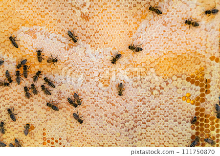 Abstract hexagon structure is honeycomb from bee hive filled 111750870