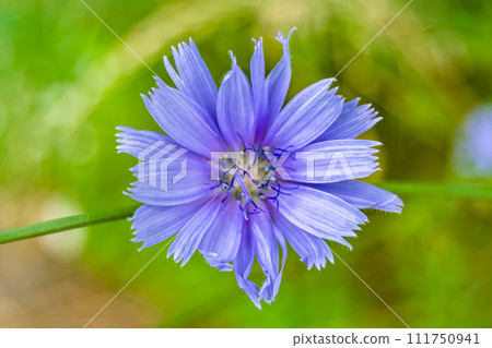 Beauty wild growing flower chicory ordinary on background meadow 111750941