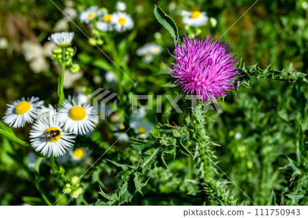 Beautiful growing flower root burdock thistle on background meadow Beautiful growing flower root burdock thistle on background meadow 111750943