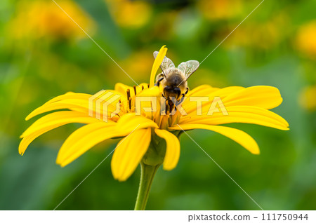 Beautiful wild flower winged bee on background foliage meadow Beautiful wild flower winged bee on background foliage meadow 111750944