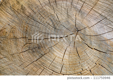 Beautiful wooden fracture old oak, natural texture close up Beautiful wooden fracture old oak, natural texture close up 111750946