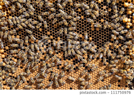 Abstract hexagon structure is honeycomb from bee hive filled 111750976