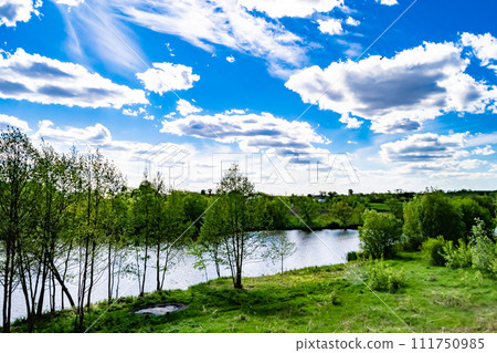 Beautiful grass swamp reed growing on shore reservoir in countryside 111750985