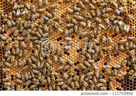 Abstract hexagon structure is honeycomb from bee hive filled 111750998