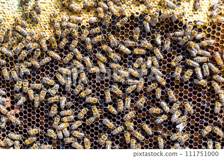 Abstract hexagon structure is honeycomb from bee hive filled 111751000