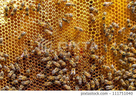 Abstract hexagon structure is honeycomb from bee hive filled 111751040