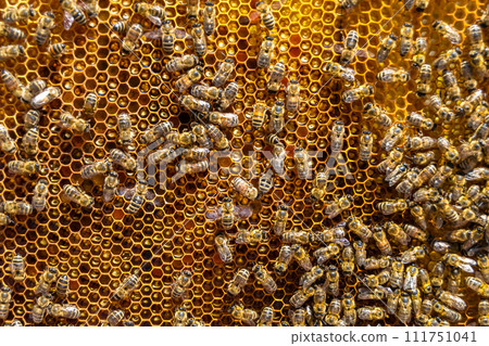 Abstract hexagon structure is honeycomb from bee hive filled Abstract hexagon structure is honeycomb from bee hive filled 111751041