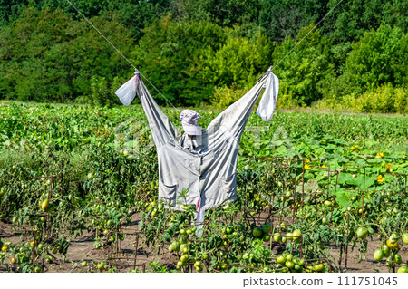 Scary scarecrow in garden discourages hungry birds 111751045