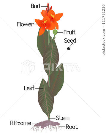Parts of cannas plant on a white background. Parts of cannas plant on a white background. 111751236