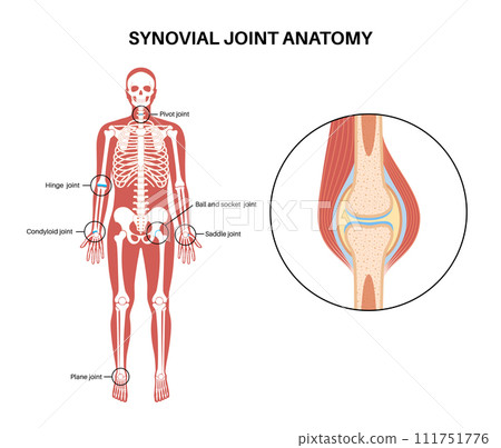 Synovial joint poster Synovial joint poster 111751776