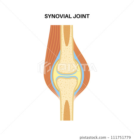 Synovial joint poster Synovial joint poster 111751779