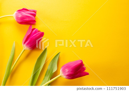 Yellow tulips on a yellow background, top view, international woman's day, spring bouquet 111751903