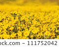 Close-up of beautiful yellow wild flowers on the meadow 111752042