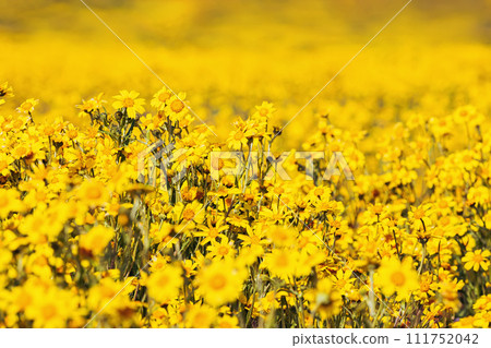 Close-up of beautiful yellow wild flowers on the meadow 111752042
