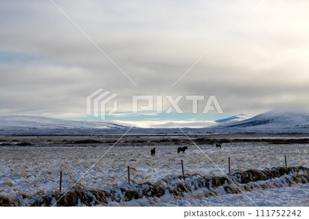 Arctic nature with horses on the pasture, Iceland 111752242