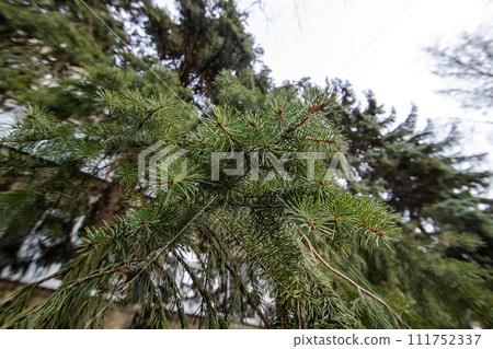 Lush branch of green spruce close up Lush branch of green spruce close up 111752337