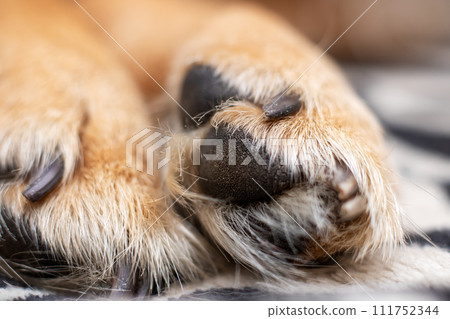 White Dog paw close up, macro photo White Dog paw close up, macro photo 111752344