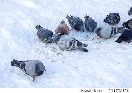 Flock of Birds Standing on Snow-Covered Ground 111752356