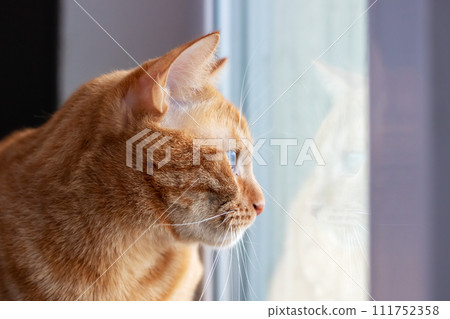 Close-up of a Cat Looking Out a Window Close-up of a Cat Looking Out a Window 111752358