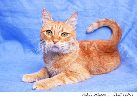 Ginger cat lying on blue background closeup 111752365