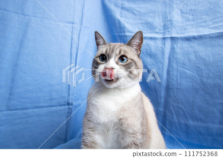 Gray cat with blue eyes portrait on blue background 111752368