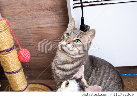 Gray cat sitting at cat toys closeup 111752369