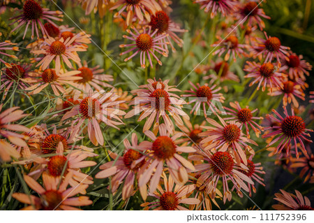 A vibrant growing patch of Echinacea Purpurea also known as Purple Coneflower. A vibrant growing patch of Echinacea Purpurea also known as Purple Coneflower. 111752396