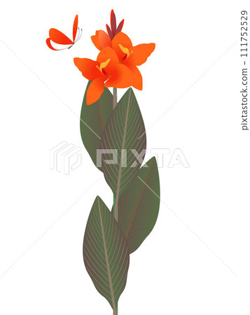 Orange cannas with butterfly on a white background. Orange cannas with butterfly on a white background. 111752529