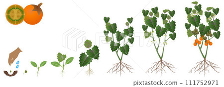 Cycle of growth of naranjilla plant isolated on a white background. Cycle of growth of naranjilla plant isolated on a white background. 111752971