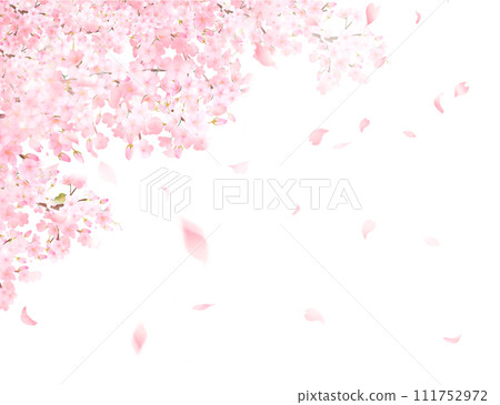 Fantastic and beautiful pink cherry blossom flowers and petals spring watercolor style white back frame background material illustration 111752972