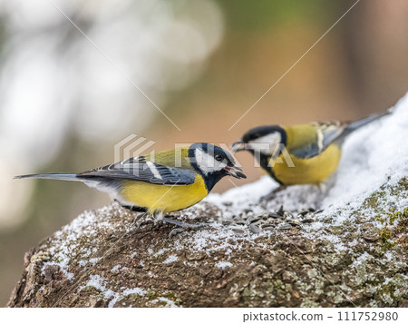 Cute bird Great tit, songbird sitting on a branch with snow in the autumn or winter. 111752980