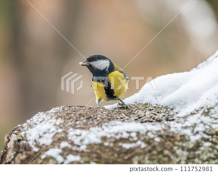 Cute bird Great tit, songbird sitting on a branch with snow in the autumn or winter. 111752981