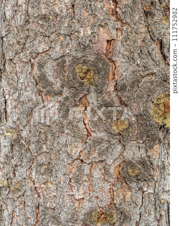 Bark texture and background of a old fir tree trunk. Detailed bark texture. Natural background Bark texture and background of a old fir tree trunk. Detailed bark texture. Natural background 111752982