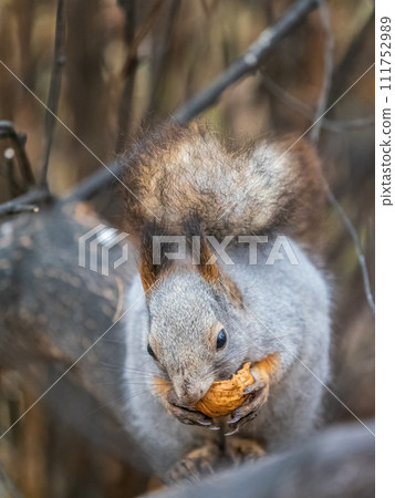 The squirrel with nut sits on tree in the autumn. Eurasian red squirrel, Sciurus vulgaris. The squirrel with nut sits on tree in the autumn. Eurasian red squirrel, Sciurus vulgaris. 111752989