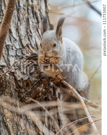 The squirrel with nut sits on tree in the autumn. Eurasian red squirrel, Sciurus vulgaris. The squirrel with nut sits on tree in the autumn. Eurasian red squirrel, Sciurus vulgaris. 111753007