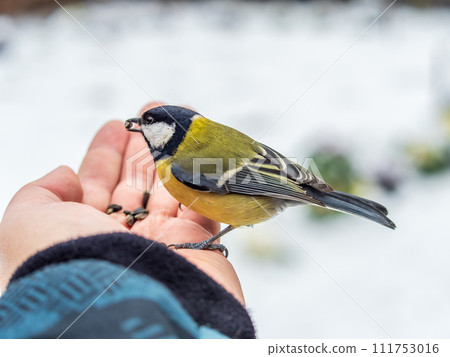 A tit sits on a man's hand and eats seeds. 111753016