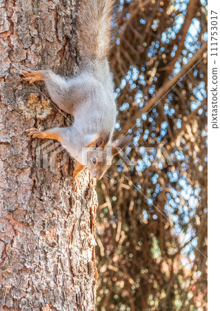 Squirrel sitting upside down on a tree trunk. The squirrel hangs upside down on a tree against colorful blurred background. Close-up. 111753017