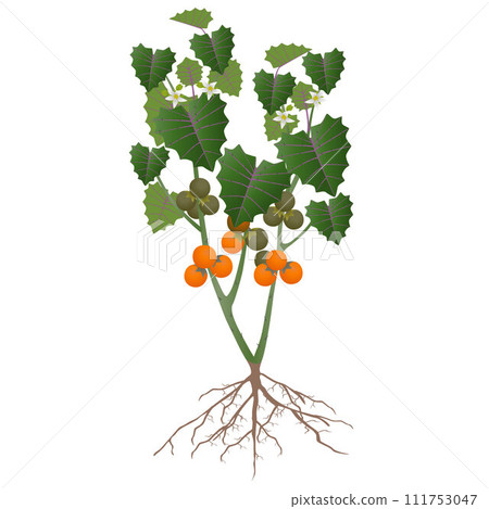 Naranjilla plant with fruits and flowers on a white background. Naranjilla plant with fruits and flowers on a white background. 111753047