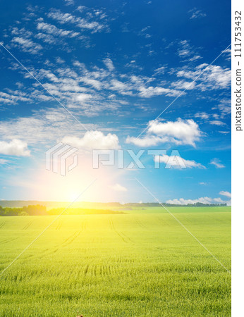Morning with bright sun in large wheat field. Morning with bright sun in large wheat field. 111753432