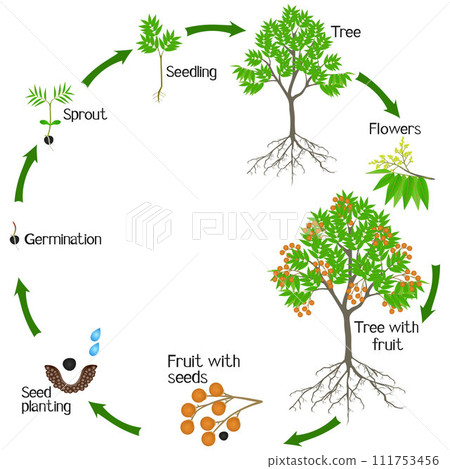 A growth cycle of sapindus soap tree on a white. A growth cycle of sapindus soap tree on a white. 111753456