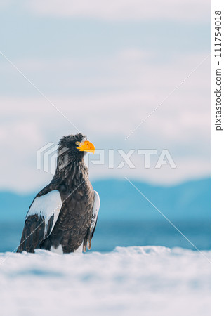 Steller's sea eagle winters on drift ice in Hokkaido Steller's sea eagle winters on drift ice in Hokkaido 111754018