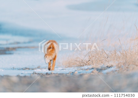 A red fox walking in the winter forest A red fox walking in the winter forest 111754030