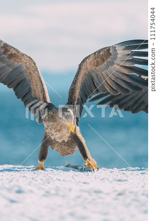 白尾飛過浮冰 111754044