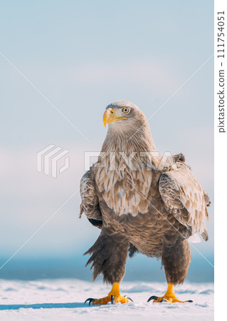 White-tailed fly over ice floe 111754051